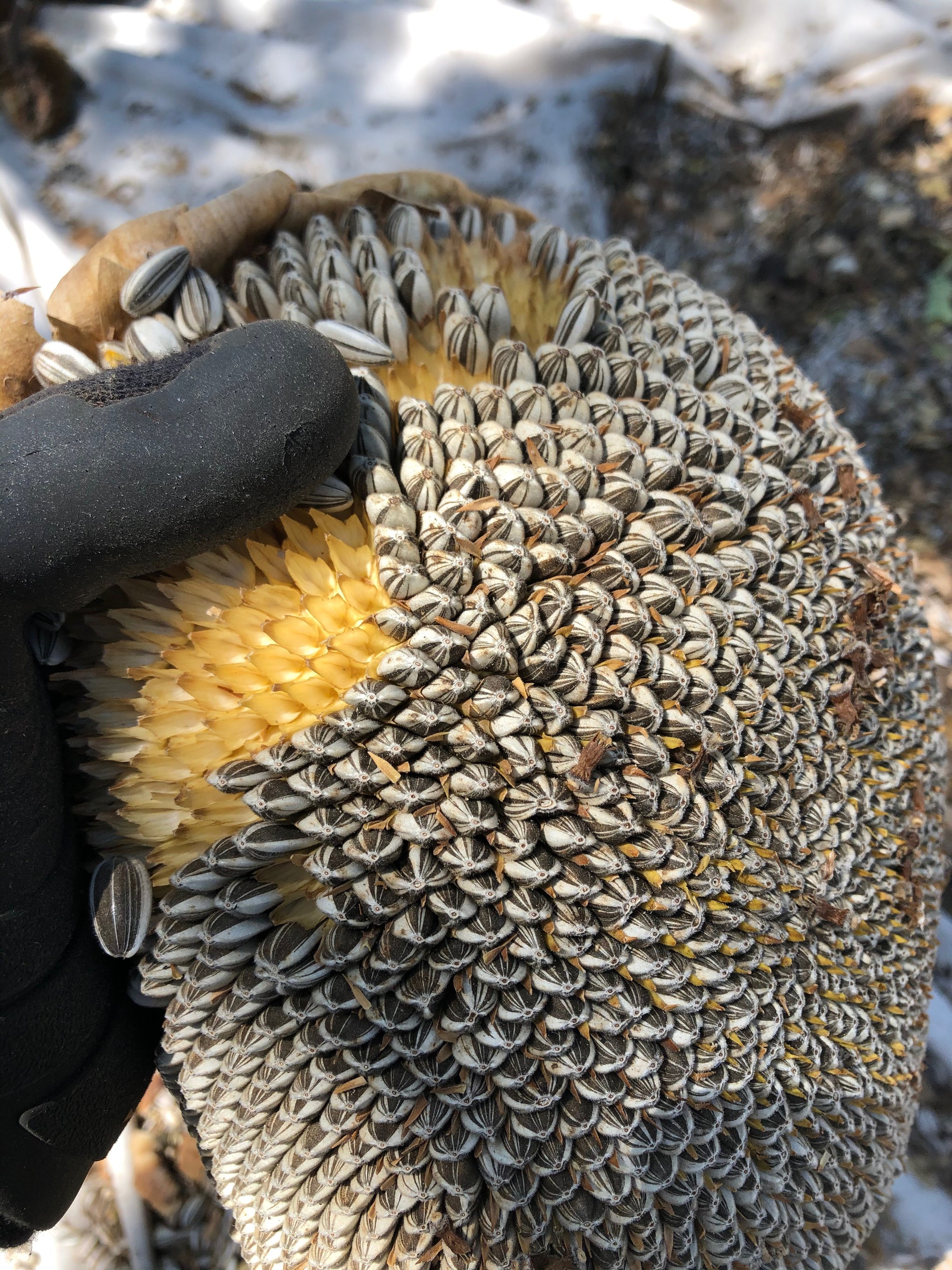 mammoth sunflower seeds for planting Mammoth Sunflower