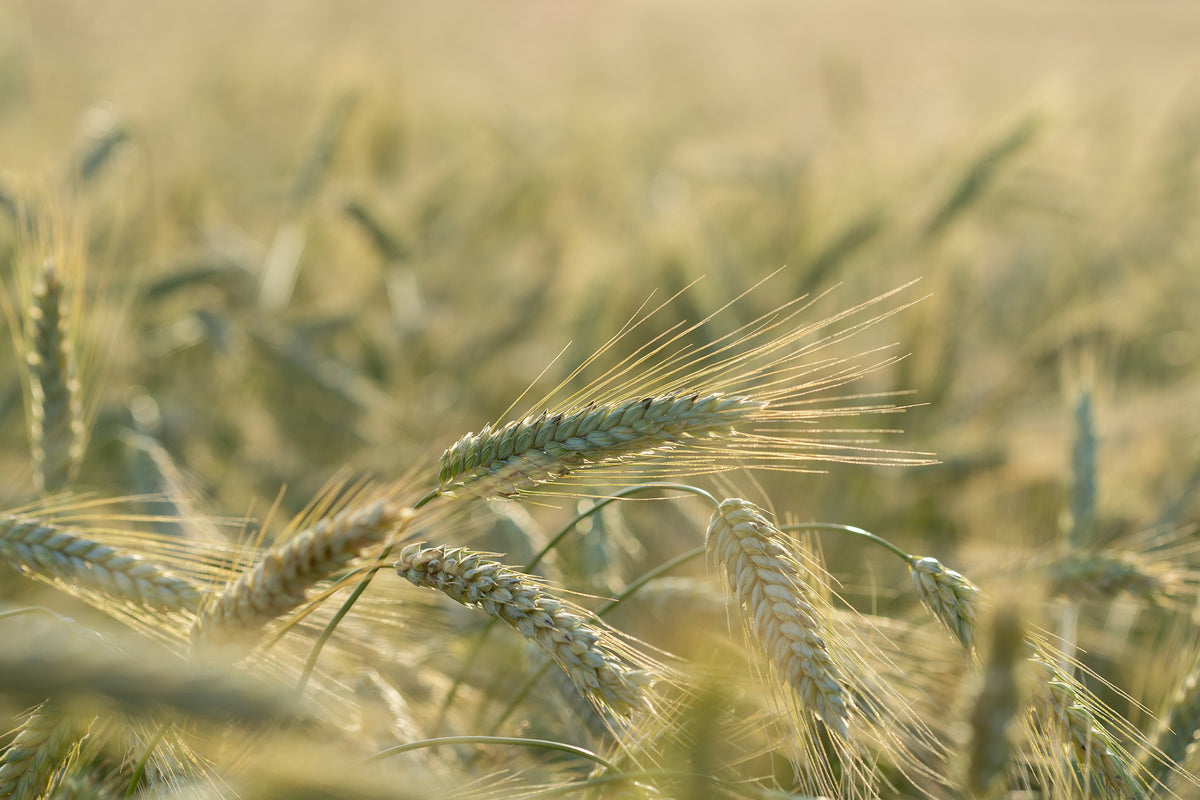 Winter Rye Seeds - The Plant Good Seed Company