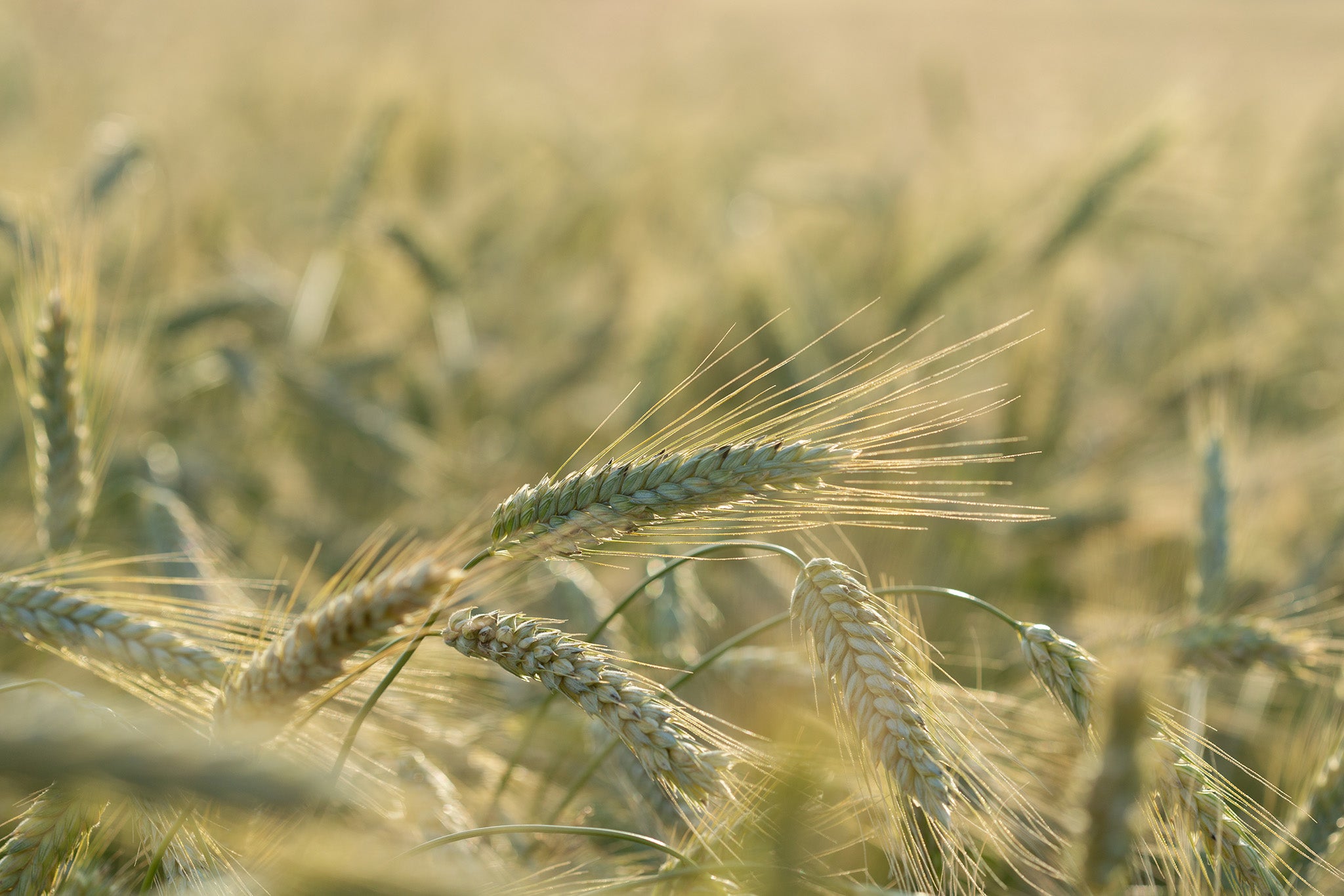 Winter Rye Seeds - The Plant Good Seed Company