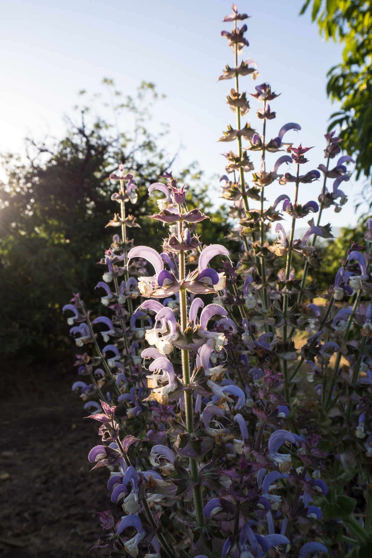 Sage Seed Collection