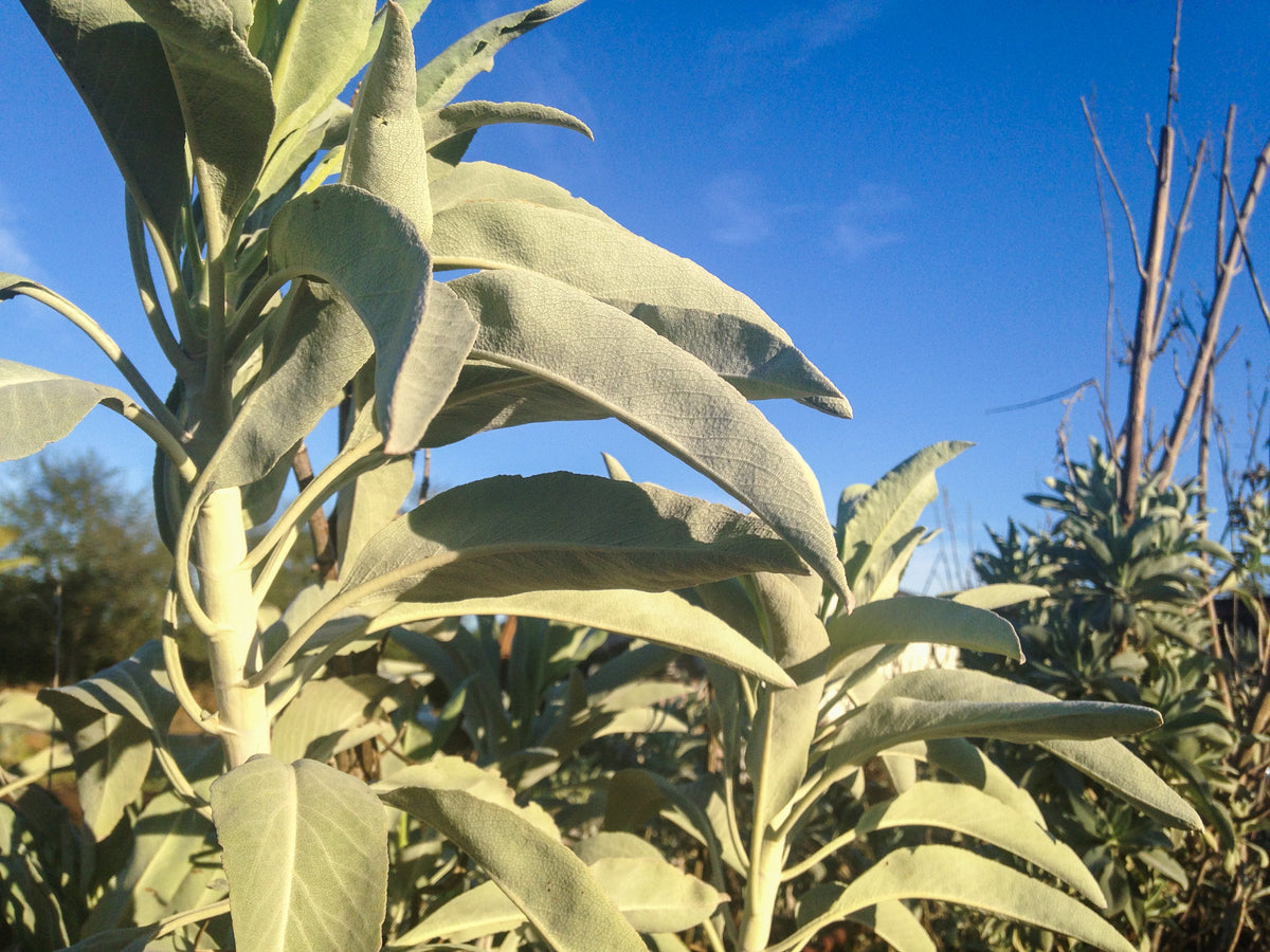 Sage Seed Collection