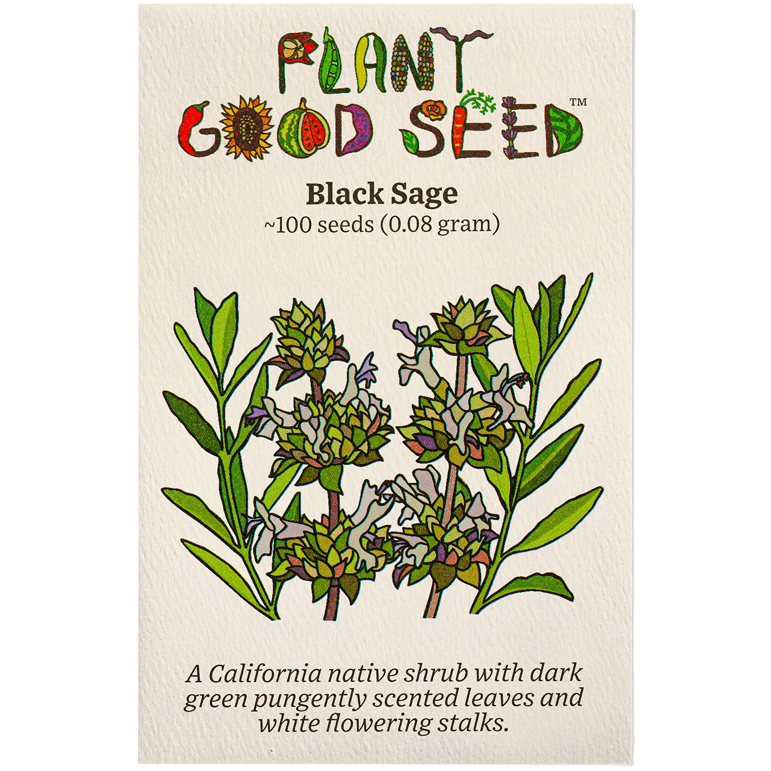 sage plant seeds Black Sage Seeds BULK: 1 gram, OG