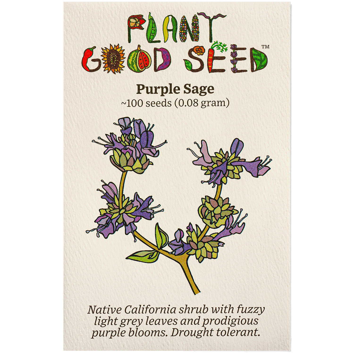 sage plant seeds Purple Sage Seeds