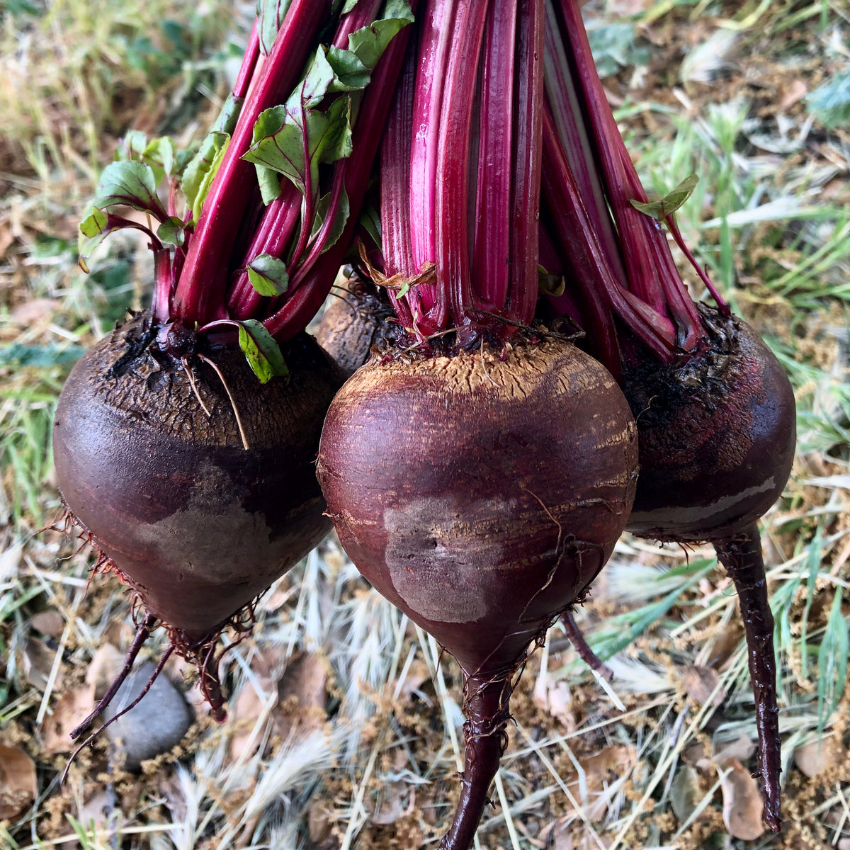 Shiraz Tall Top Beet