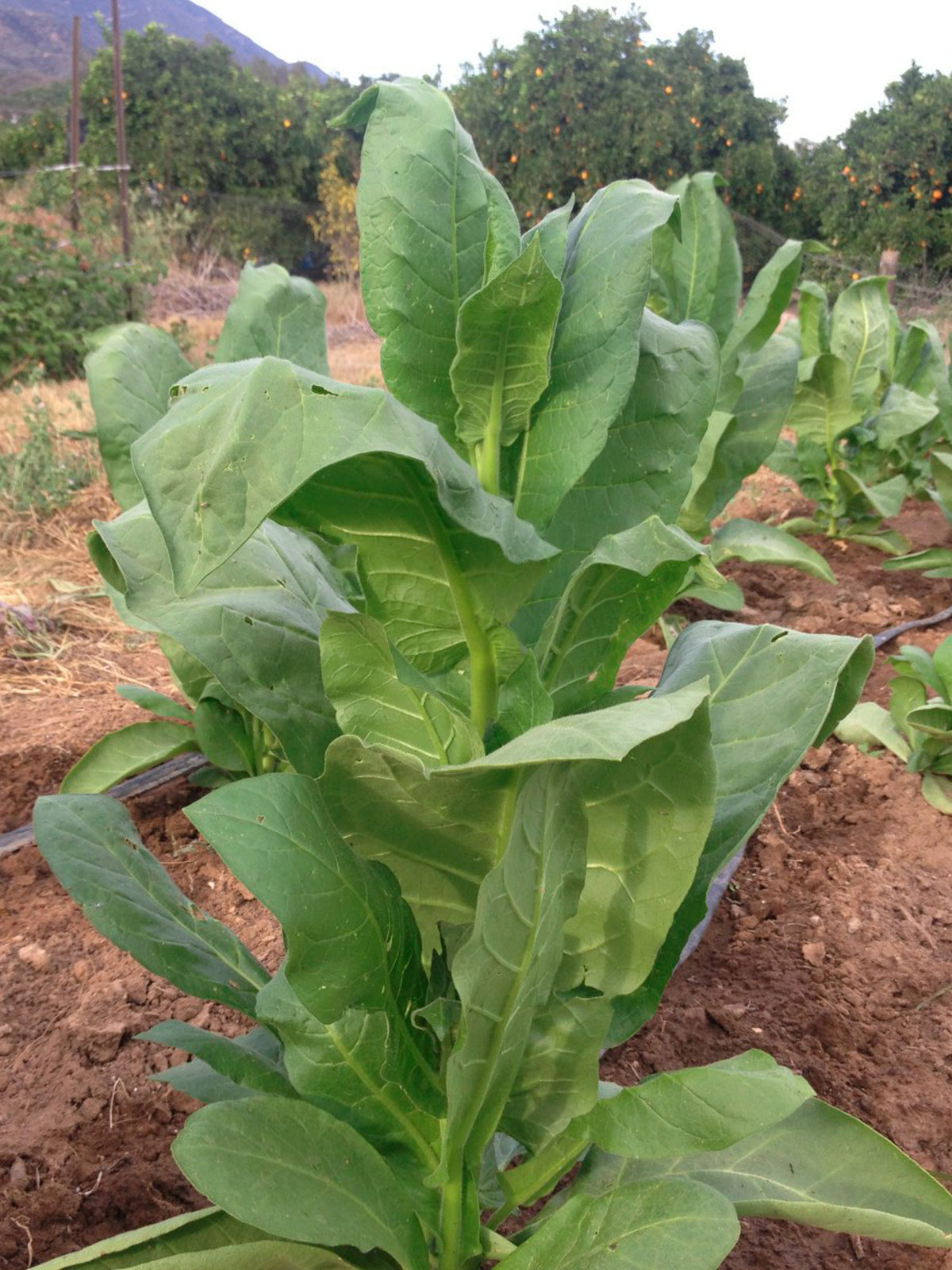 Shirazi Tobacco Seed
