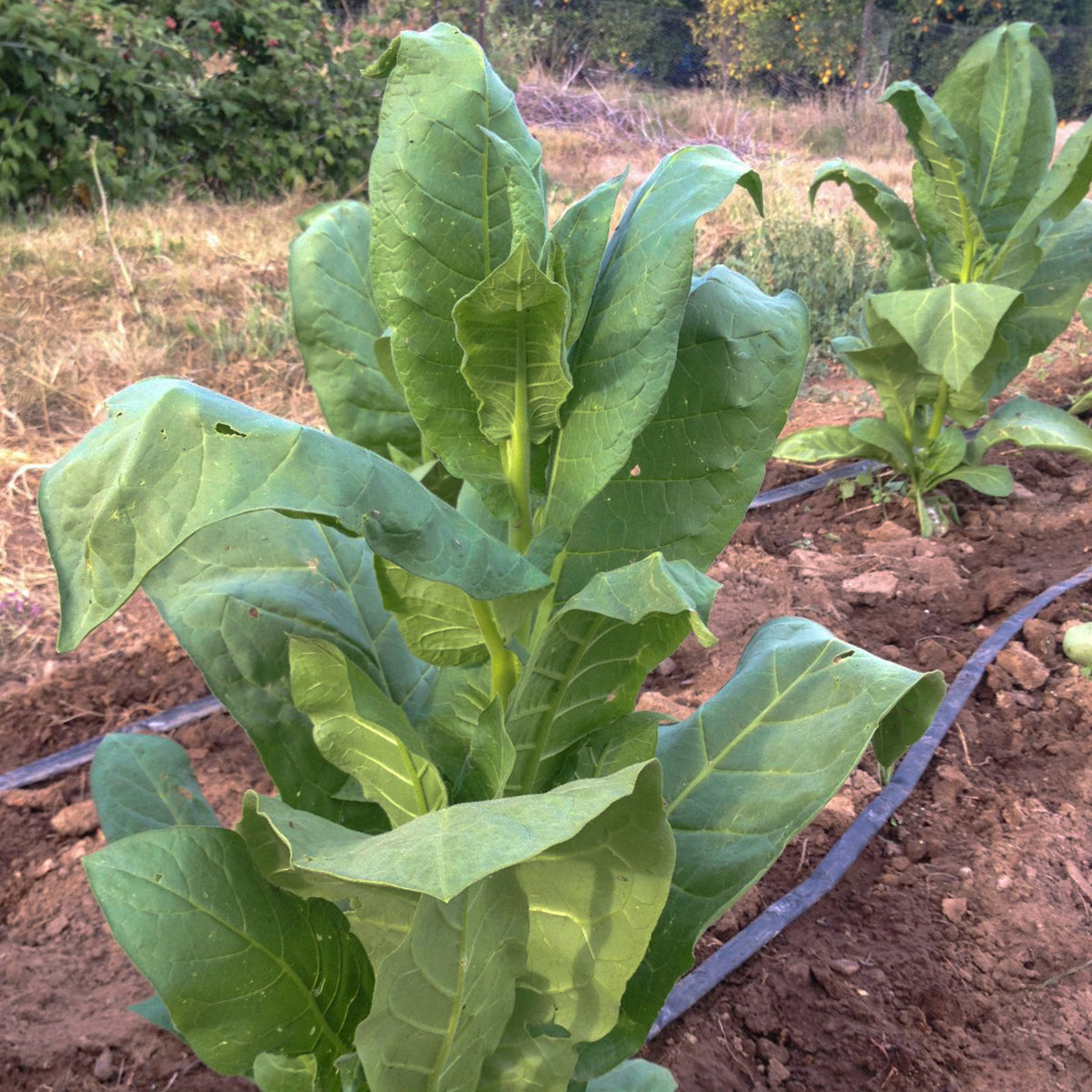 Shirazi Tobacco Seed