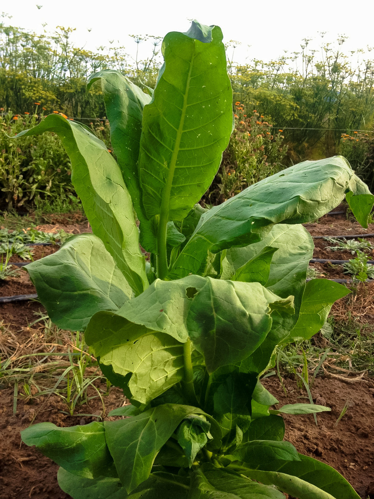 Shirazi Tobacco Seed