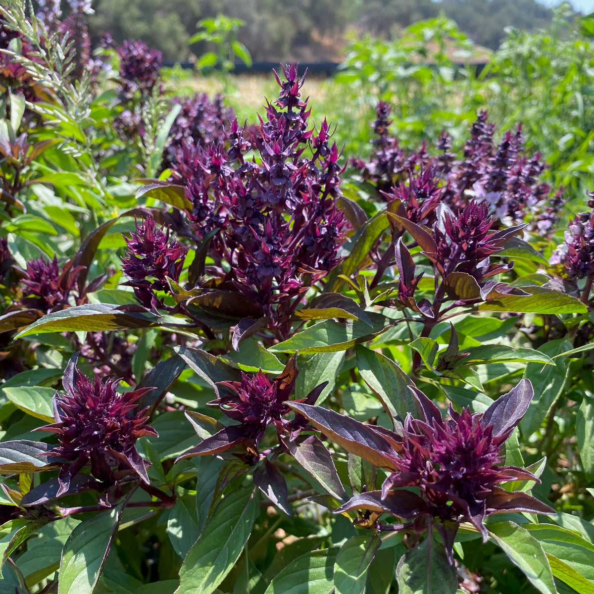 Siam Queen Thai Basil