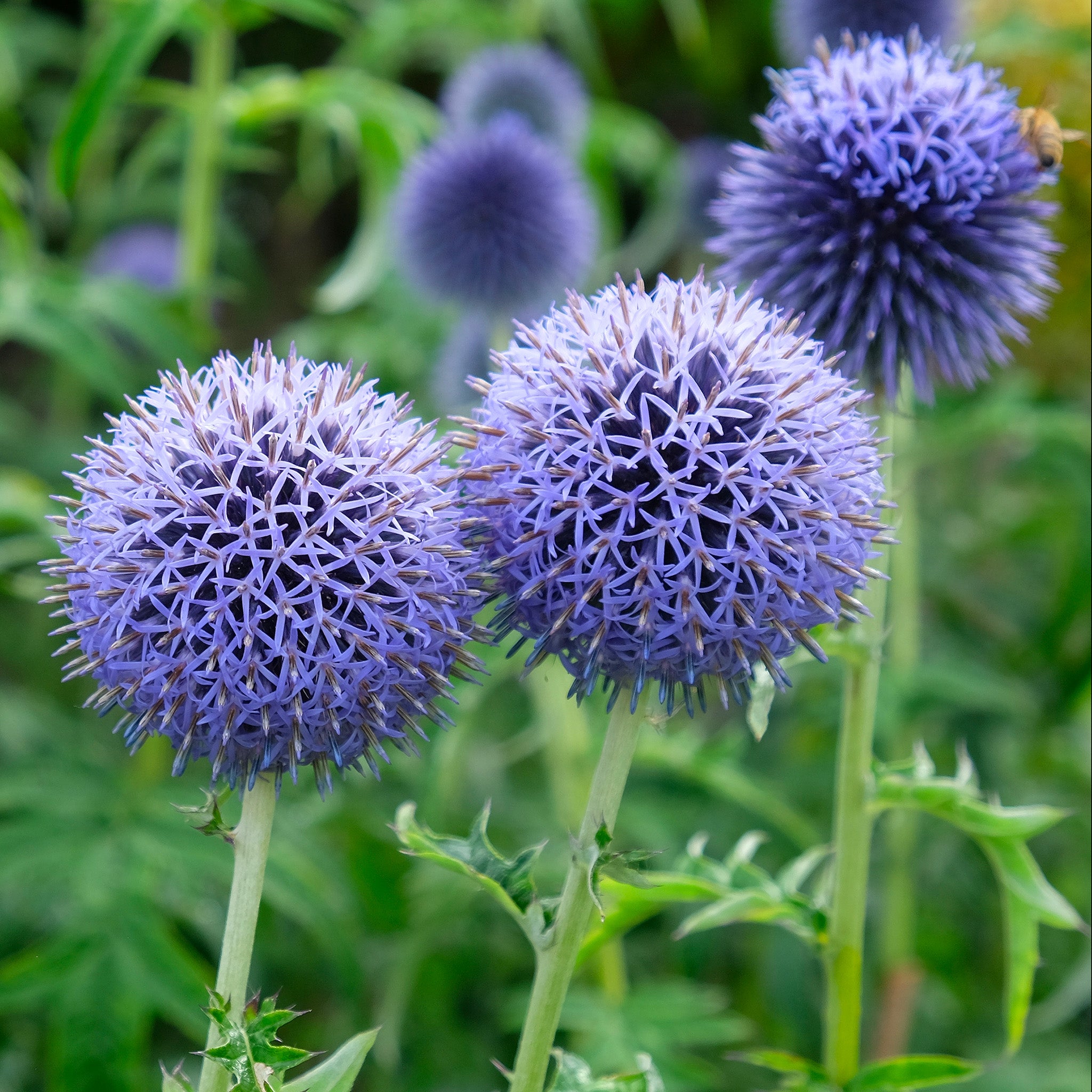thistle seeds to plant Southern Globe Thistle Seeds