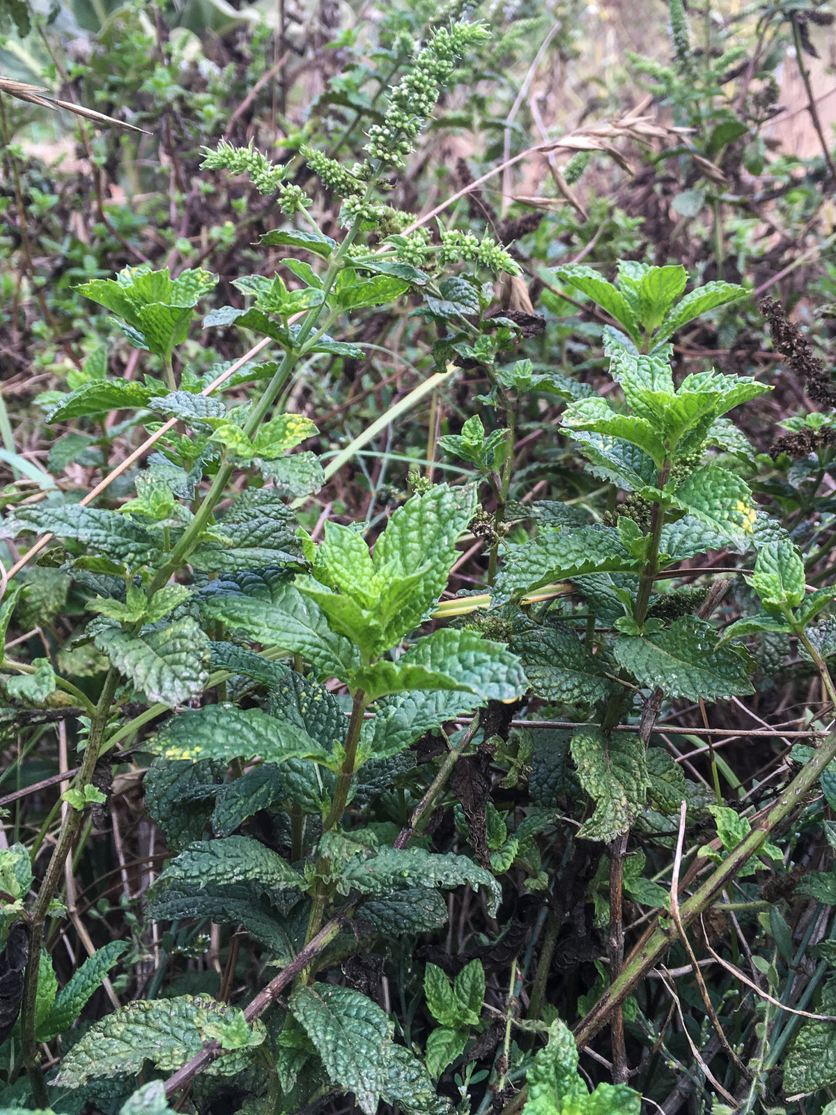 Spearmint