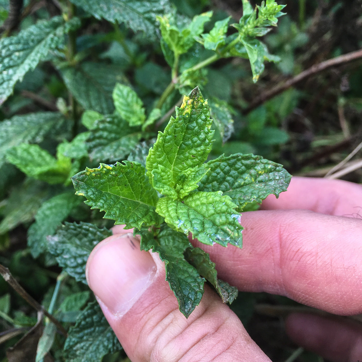 Spearmint