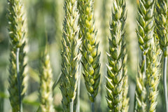Red Hard Spring Wheat Seeds - The Plant Good Seed Company