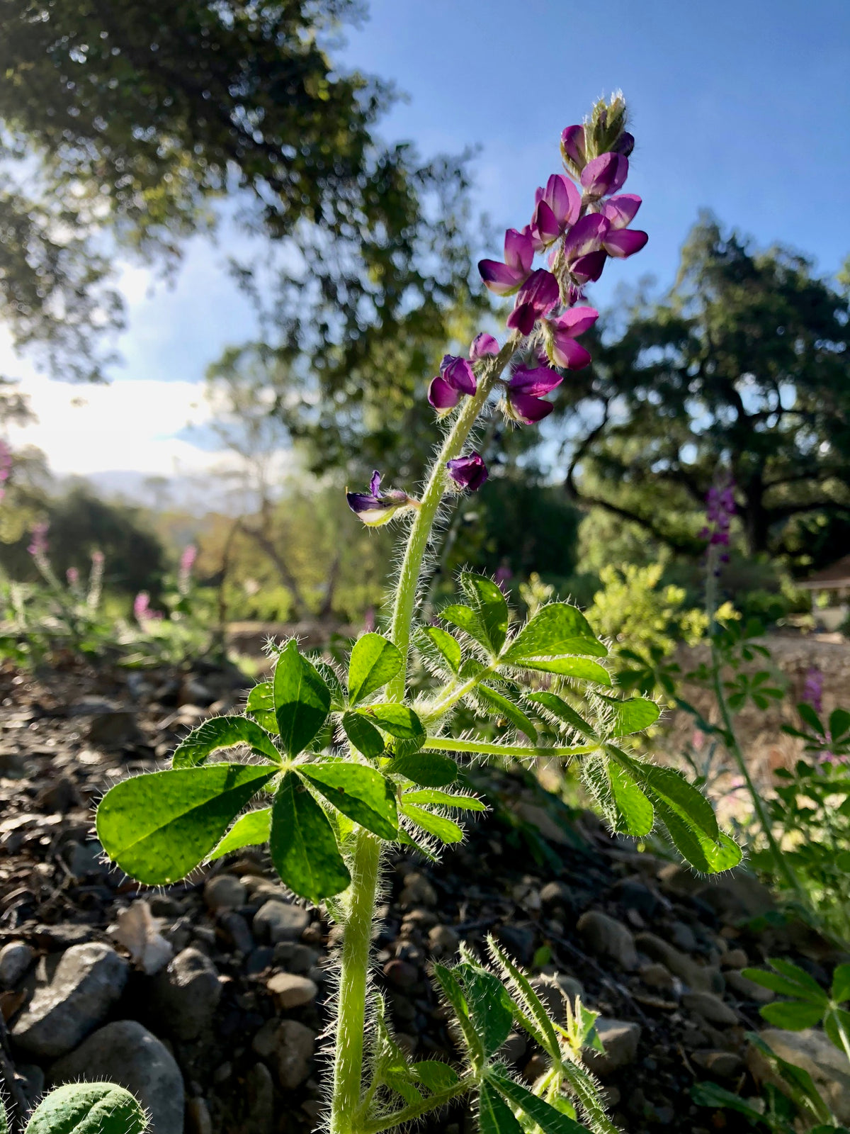Stinging Lupine