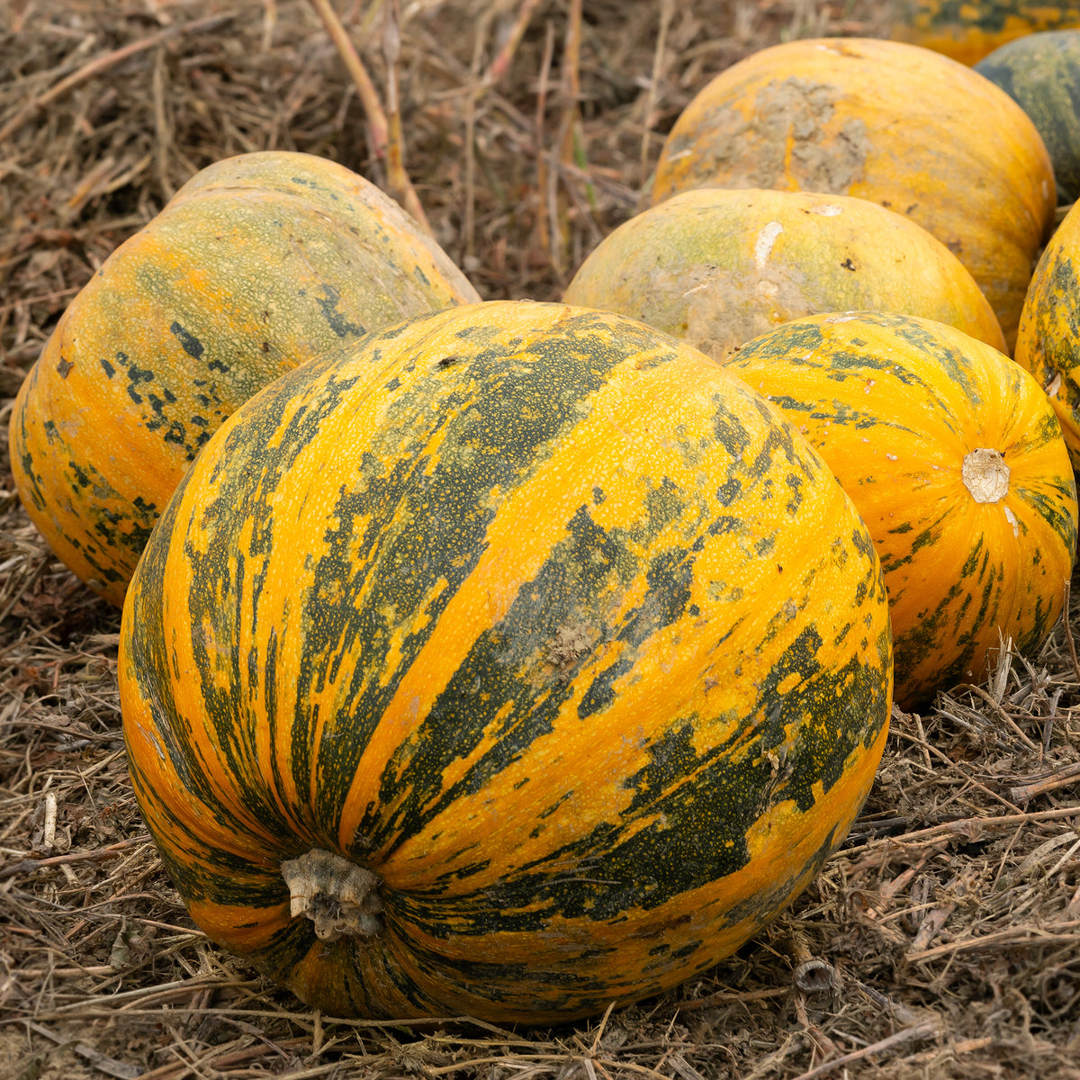 Styrian Pumpkin