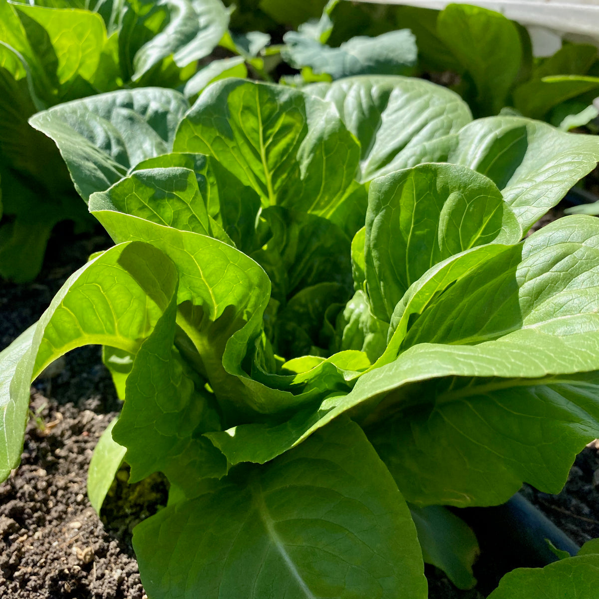 Sucrine Romaine Lettuce - The Plant Good Seed Company