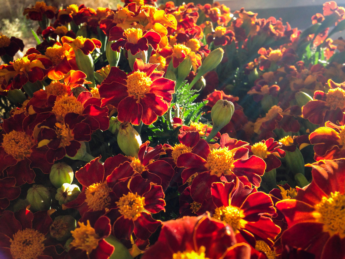 Tashkent Marigold