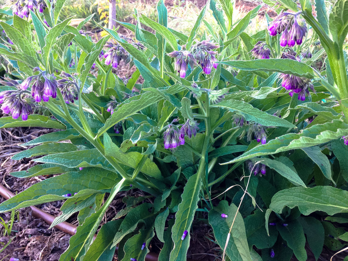 True Comfrey