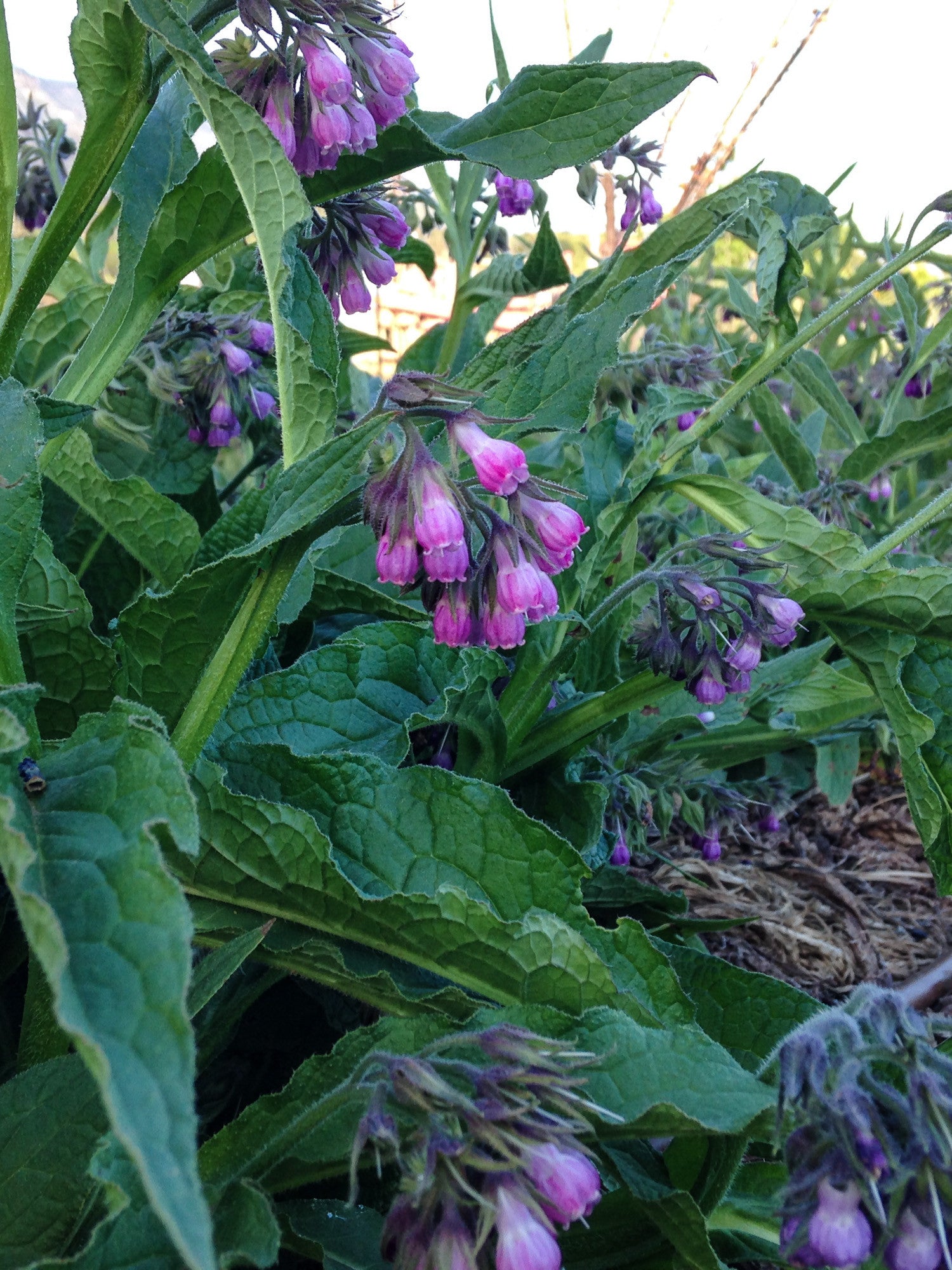 Comfrey Flower