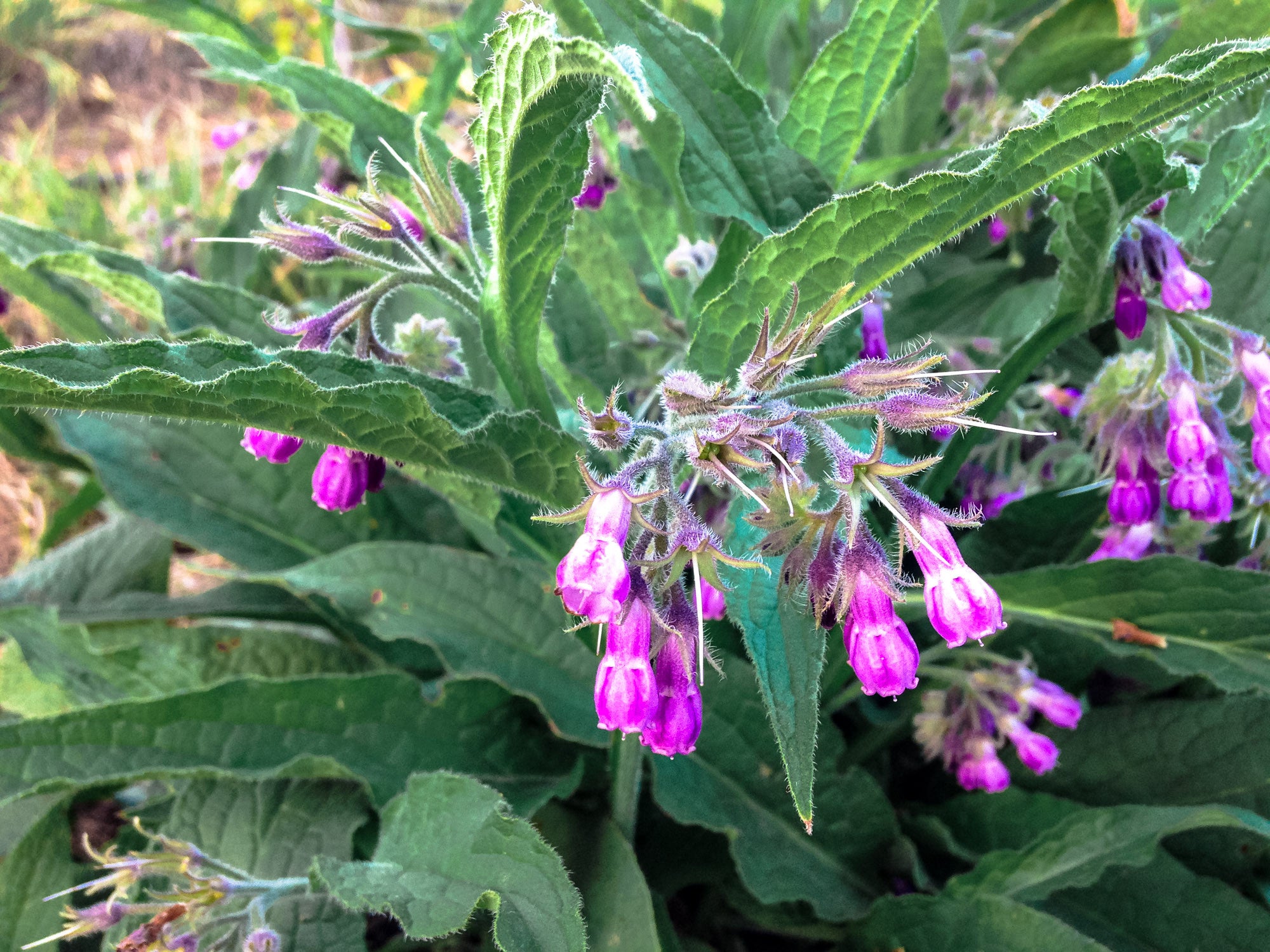 Comfrey Plant