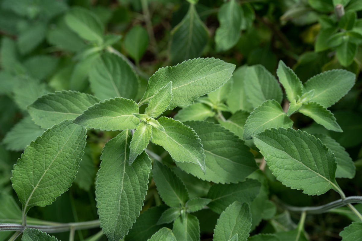 Tulsi / Holy Basil: Vana