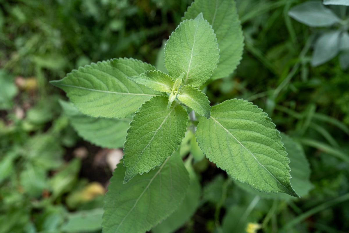 Tulsi / Holy Basil: Vana