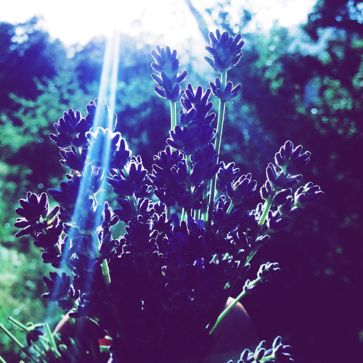 Vera English Lavender