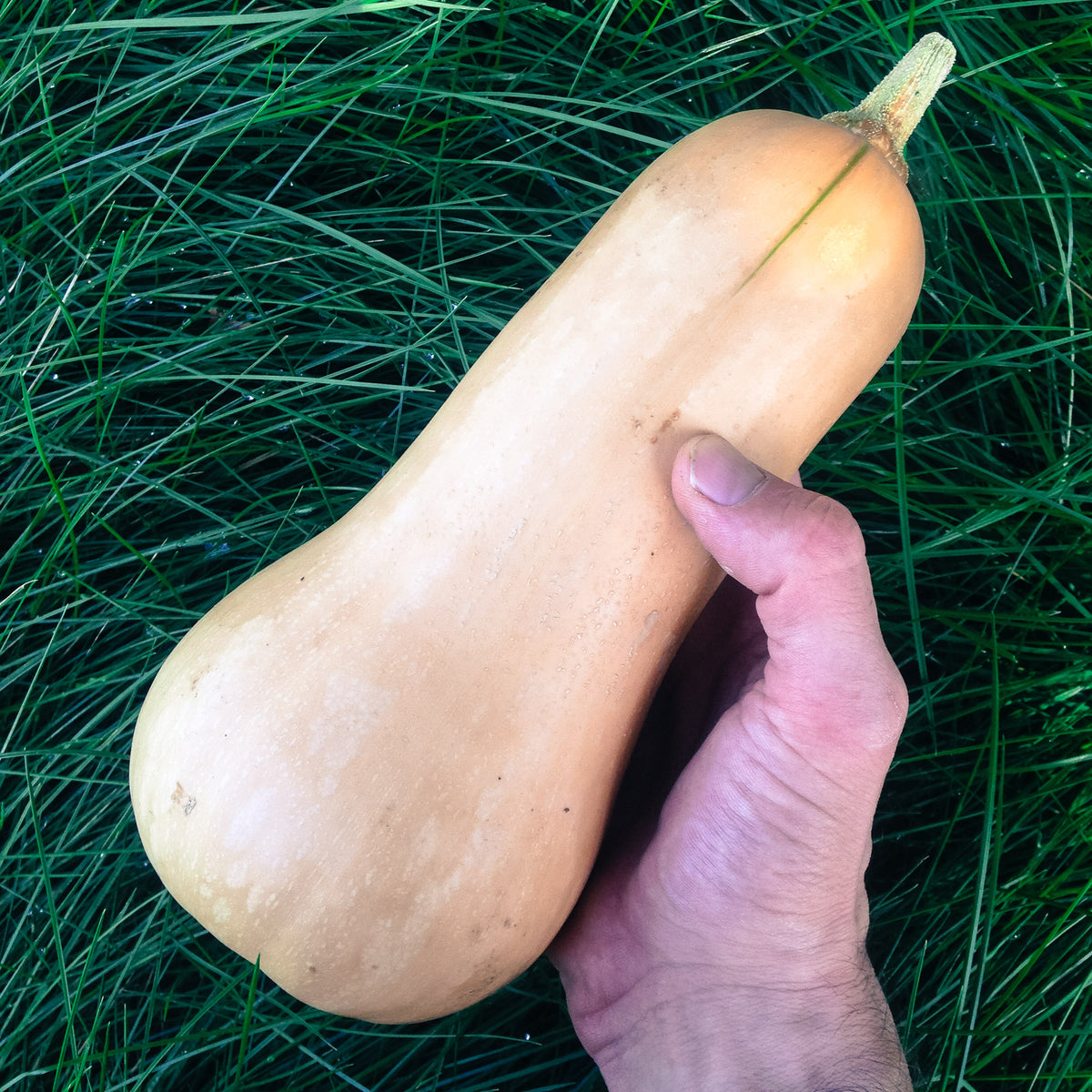 Waltham Butternut Squash