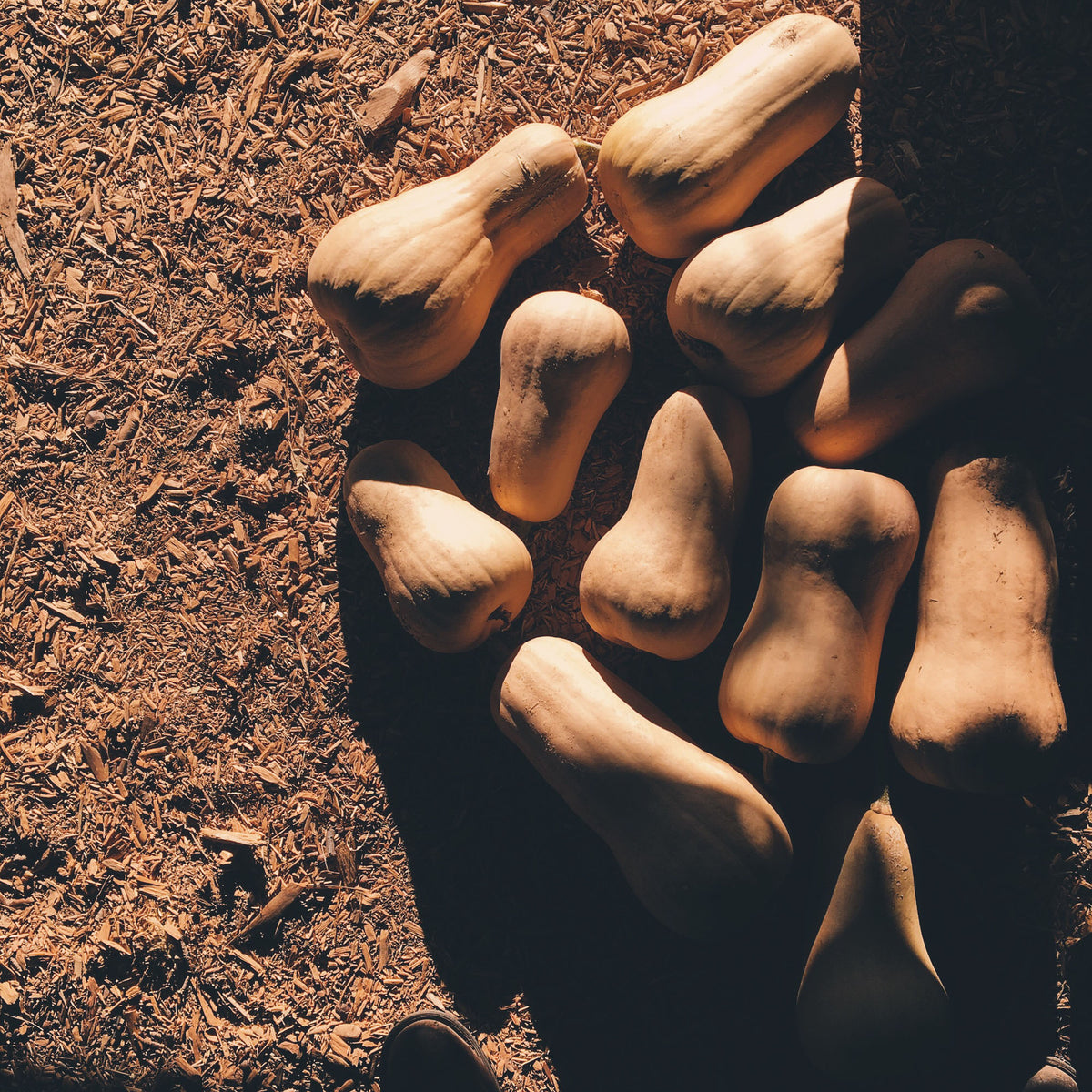 Waltham Butternut Squash