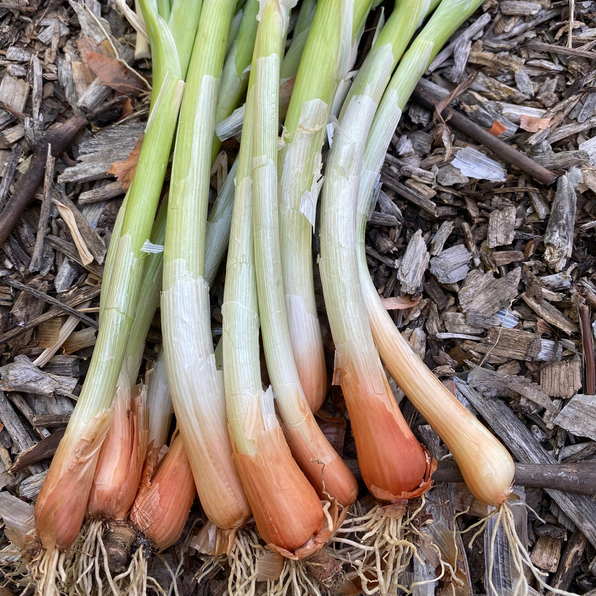 Welsh Onion
