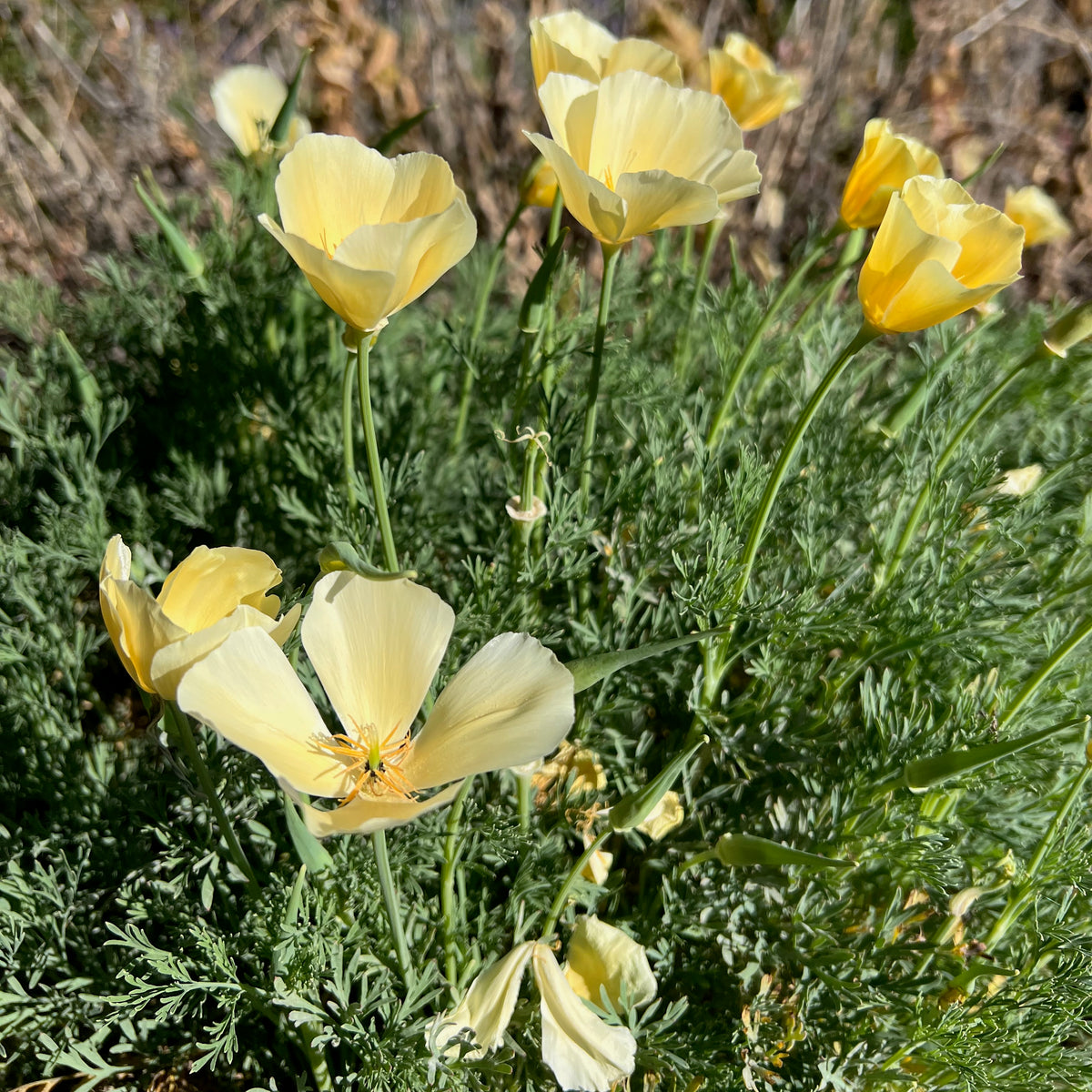 White Linen California Poppy