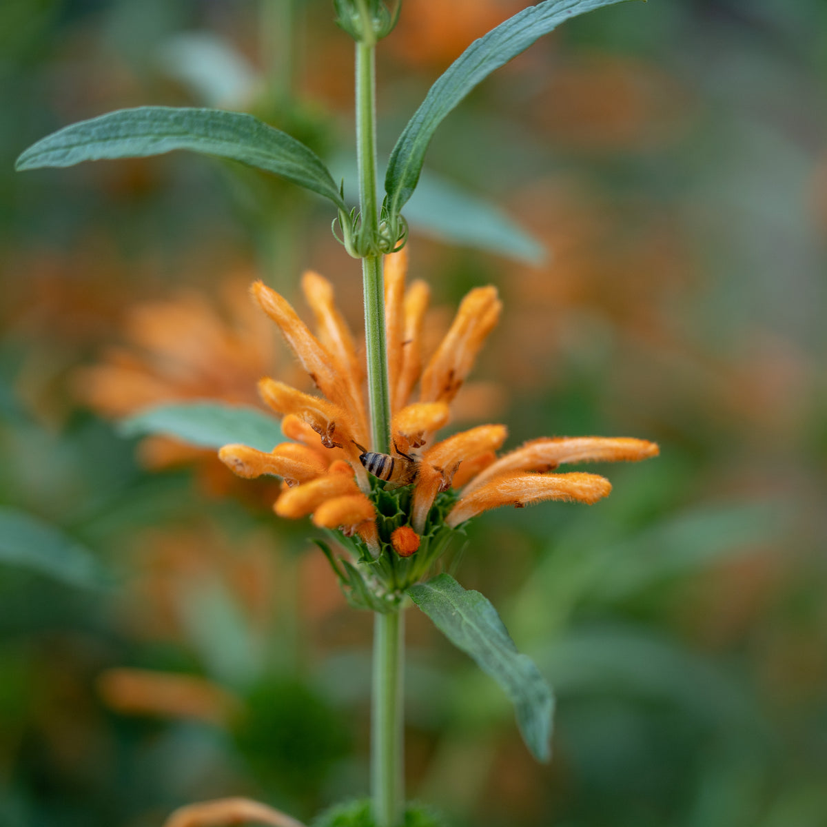 lion's ear flower seeds Wild Dagga / Lion's Tail Seeds
