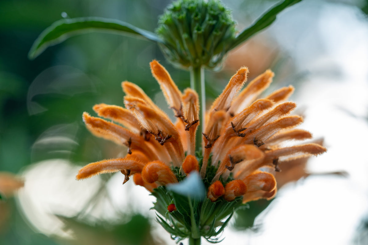 lion's ear plant seeds Wild Dagga / Lion's Tail Seeds