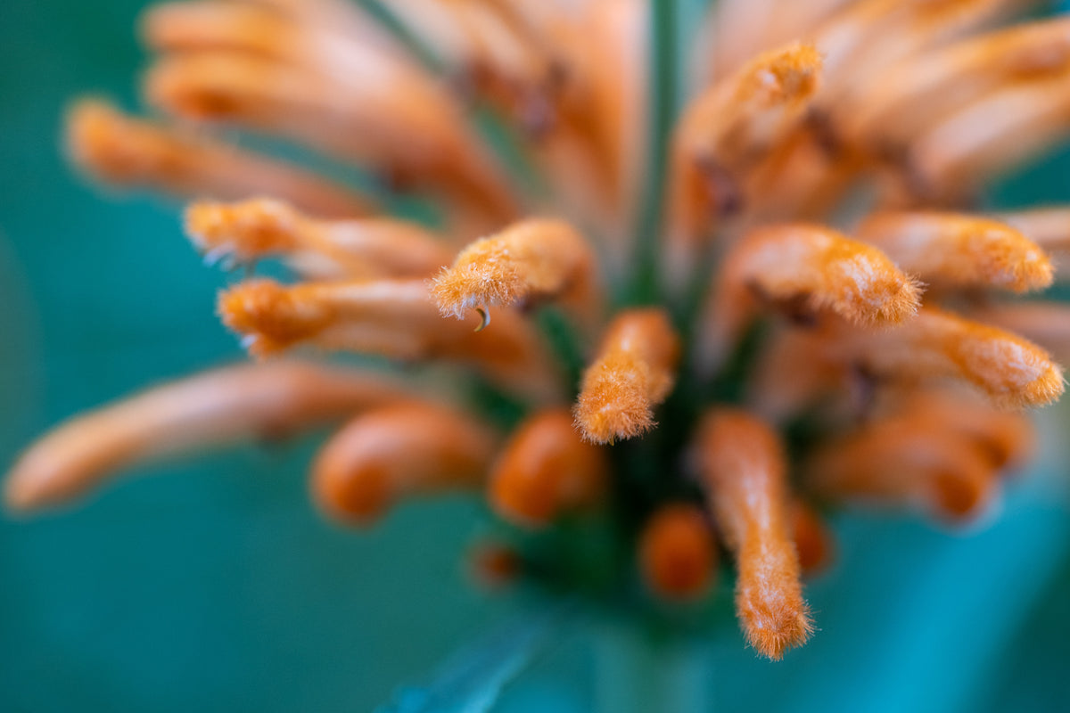 lion's ear plant seeds Wild Dagga / Lion's Tail Seeds
