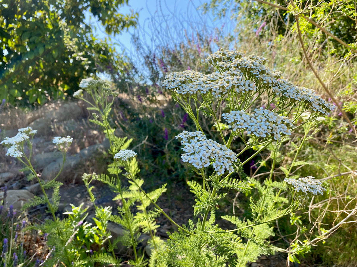 White Yarrow