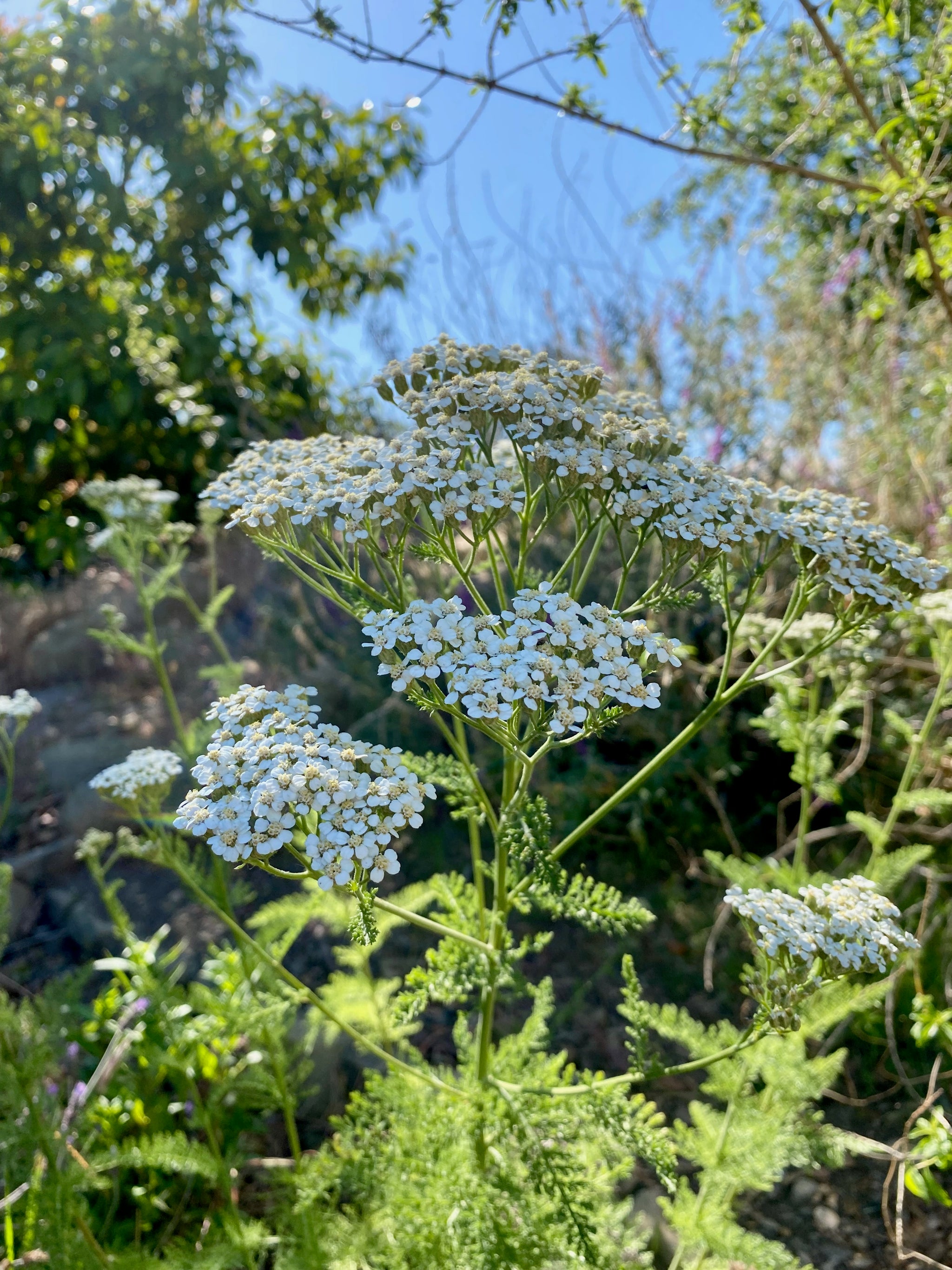 Yarrow on sale