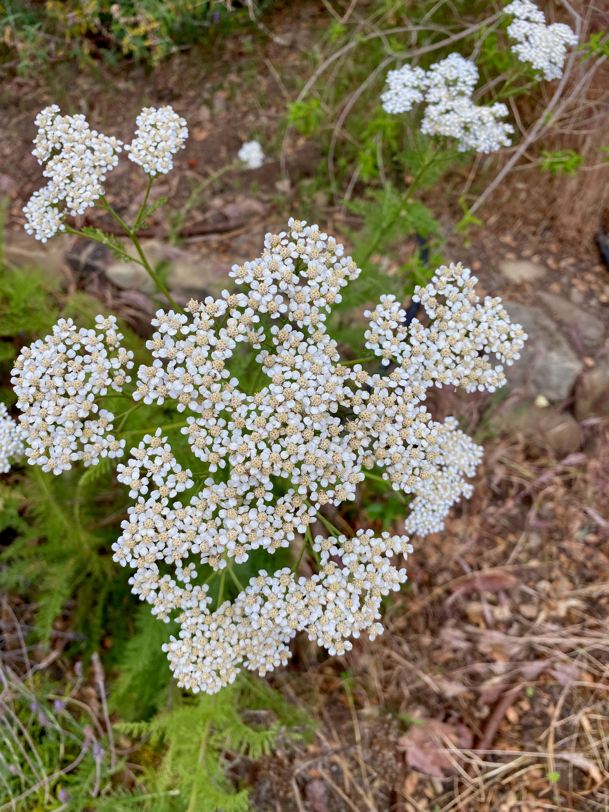 White Yarrow