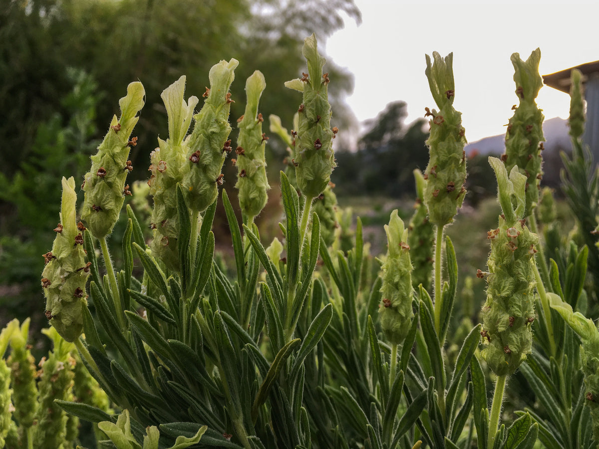 Yellow Flowered Spanish Lavender