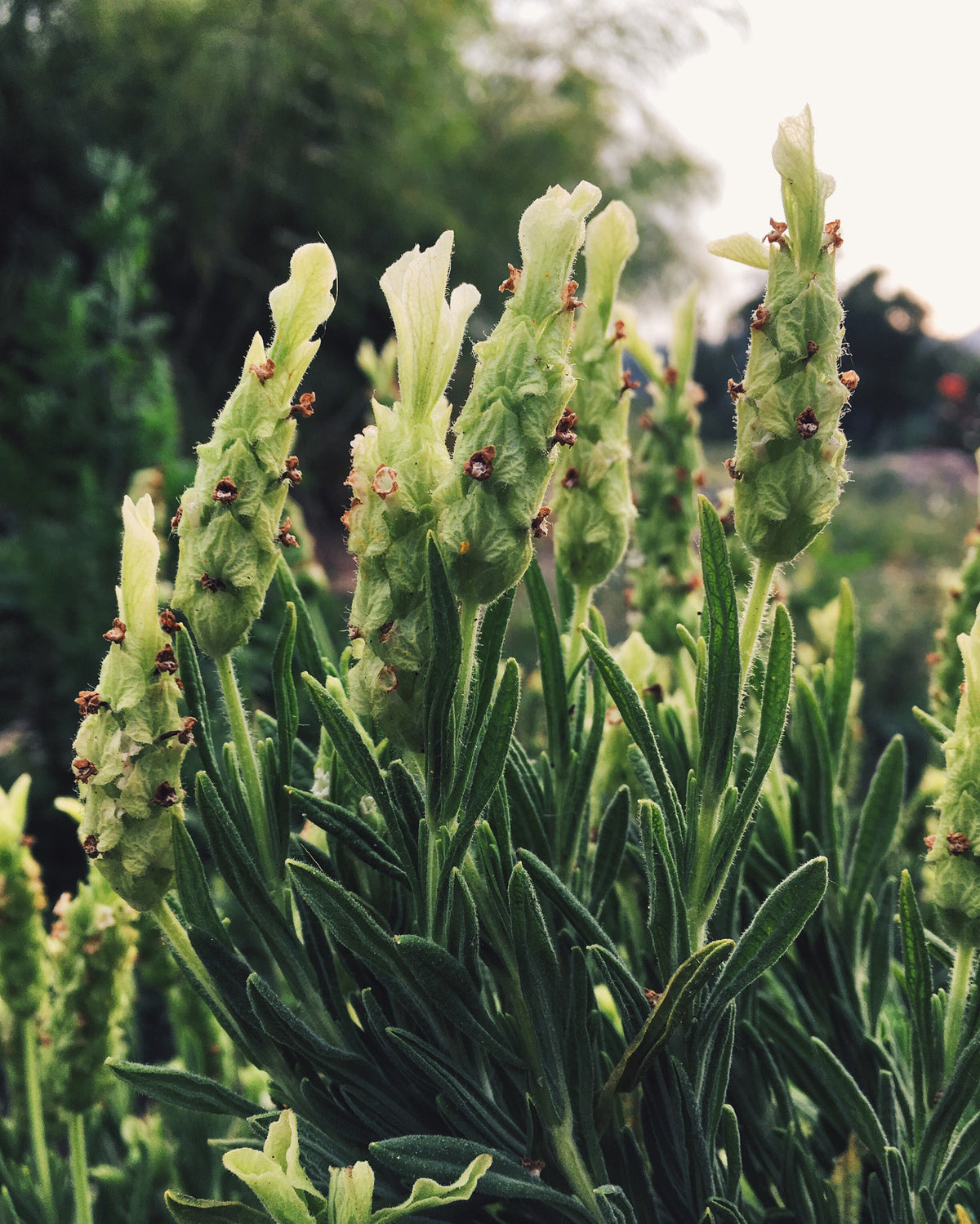 Yellow Flowered Spanish Lavender